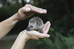 human with young Hedgehog