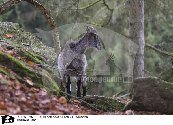Himalaya-Tahr / Himalayan tahr / PW-03923
