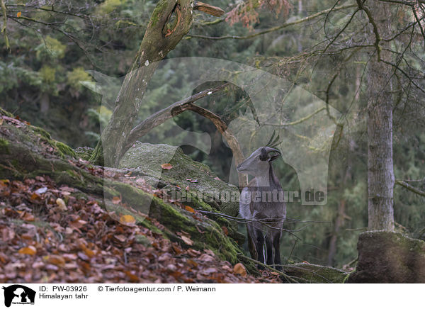 Himalaya-Tahr / Himalayan tahr / PW-03926