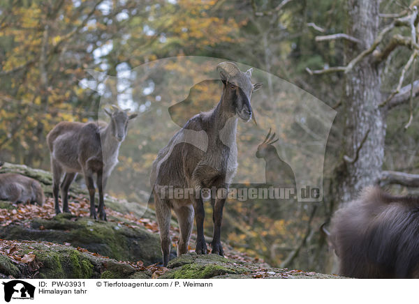 Himalayan tahr / PW-03931
