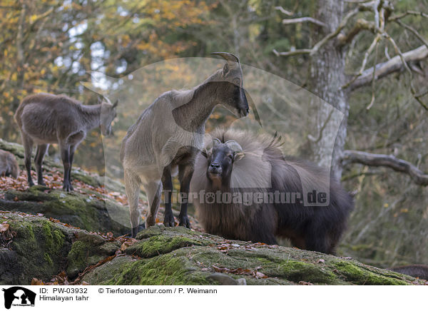 Himalayan tahr / PW-03932