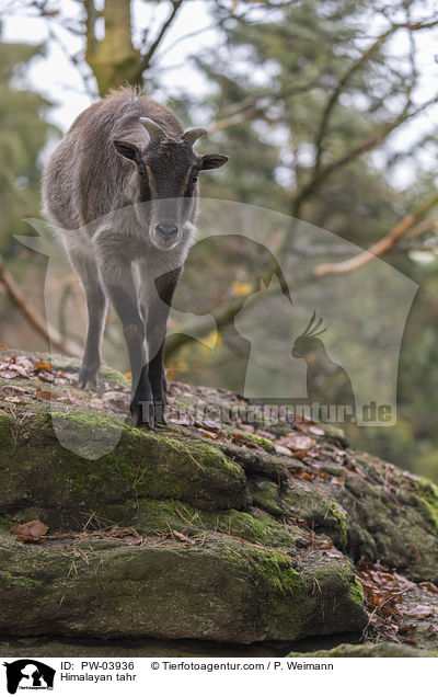Himalayan tahr / PW-03936