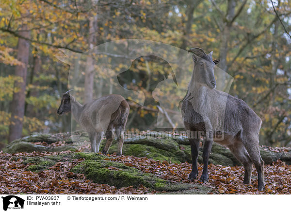 Himalaya-Tahr / Himalayan tahr / PW-03937