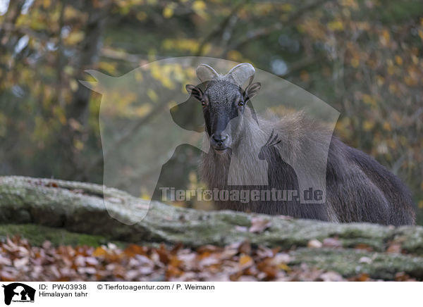 Himalaya-Tahr / Himalayan tahr / PW-03938