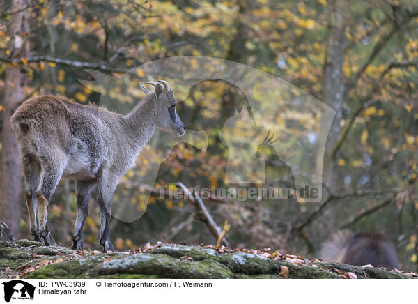 Himalayan tahr / PW-03939