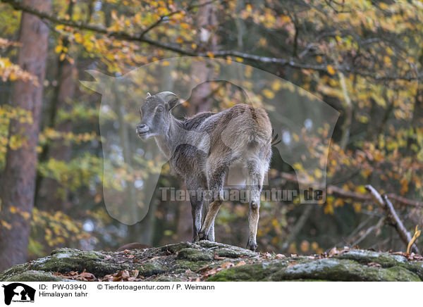 Himalayan tahr / PW-03940