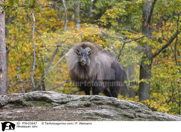 Himalaya-Tahr / Himalayan tahr / PW-03947