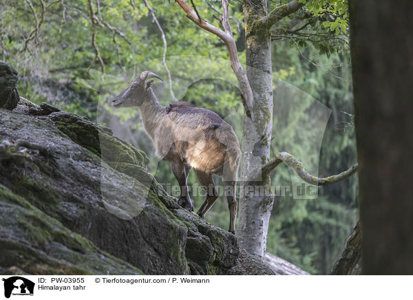 Himalayan tahr / PW-03955