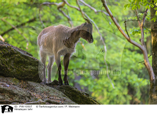 Himalayan tahr / PW-10507