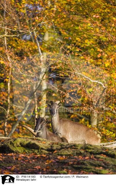 Himalaya-Tahr / Himalayan tahr / PW-14180