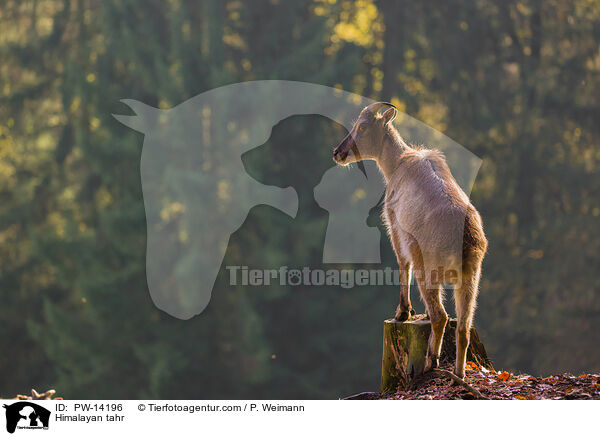 Himalaya-Tahr / Himalayan tahr / PW-14196