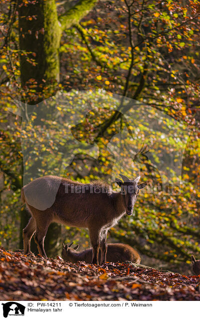 Himalaya-Tahr / Himalayan tahr / PW-14211