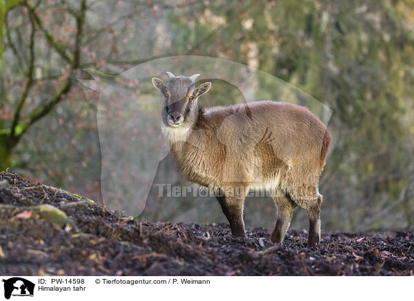 Himalayan tahr / PW-14598