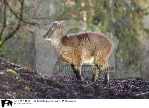 Himalayan tahr / PW-14599