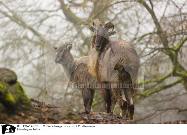 Himalaya-Tahre / Himalayan tahrs / PW-14833