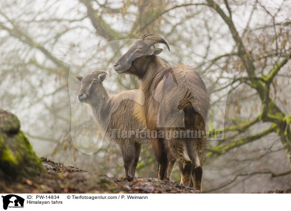 Himalaya-Tahre / Himalayan tahrs / PW-14834