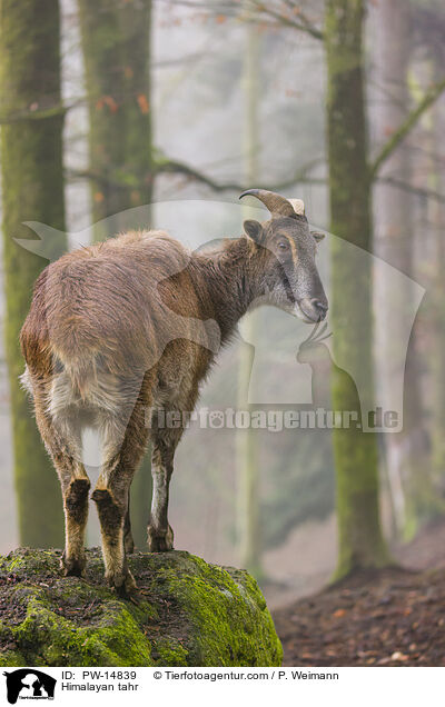 Himalayan tahr / PW-14839