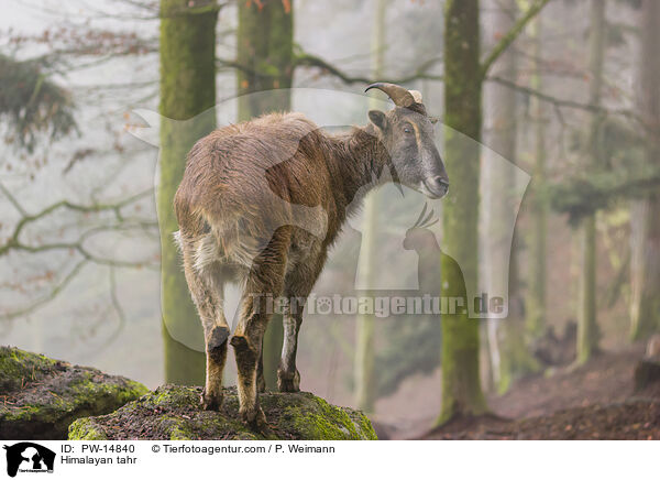 Himalayan tahr / PW-14840