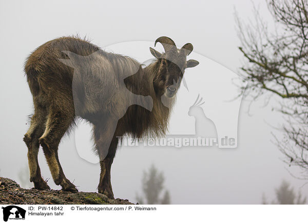 Himalaya-Tahr / Himalayan tahr / PW-14842