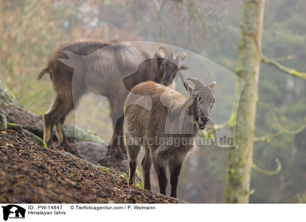 Himalaya-Tahre / Himalayan tahrs / PW-14847