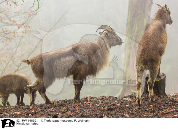 Himalaya-Tahre / Himalayan tahrs / PW-14852