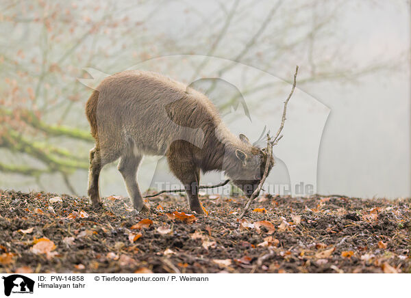 Himalaya-Tahr / Himalayan tahr / PW-14858