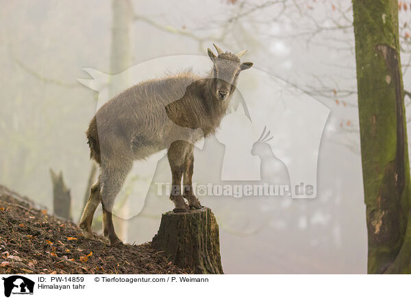 Himalayan tahr / PW-14859