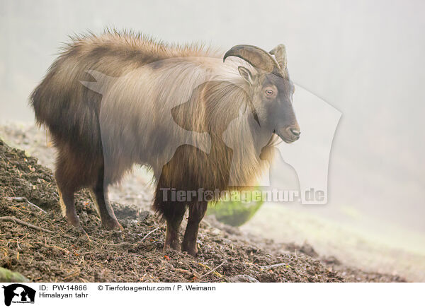 Himalaya-Tahr / Himalayan tahr / PW-14866