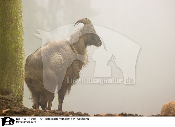 Himalayan tahr / PW-14868