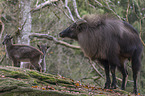 Himalayan tahr