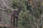 Himalayan tahr