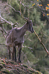 Himalayan tahr