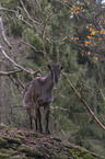 Himalayan tahr