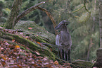 Himalayan tahr