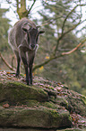 Himalayan tahr