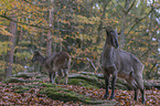 Himalayan tahr