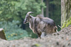 Himalayan tahr