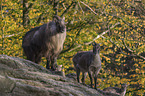 Himalayan tahr