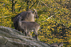 Himalayan tahr