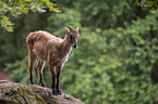 Himalayan tahr