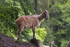 Himalayan tahr