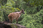 Himalayan tahr