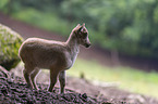 Himalayan tahr