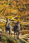 Himalayan tahr