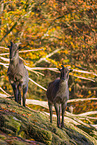 Himalayan tahr