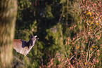 Himalayan tahr