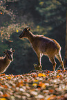 Himalayan tahr