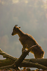 Himalayan tahr