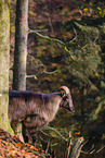 Himalayan tahr