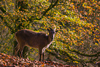 Himalayan tahr